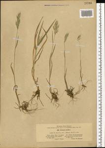 Bromus hordeaceus L., Eastern Europe, North Ukrainian region (E11) (Ukraine)