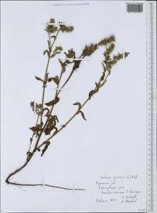 Lycopsis arvensis L., Eastern Europe, Central region (E4) (Russia)