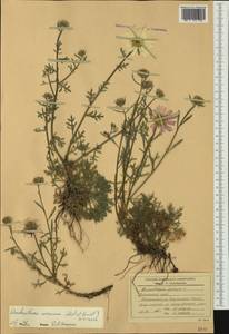 Chrysanthemum oreastrum Hance, Siberia, Russian Far East (S6) (Russia)