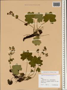 Alchemilla vinacea Juz., Crimea (KRYM) (Russia)