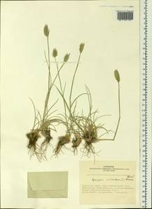 Agropyron cristatum (L.) Gaertn., Siberia, Altai & Sayany Mountains (S2) (Russia)