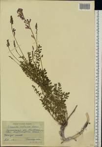 Hedysarum cretaceum DC., Eastern Europe, North Ukrainian region (E11) (Ukraine)