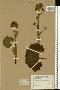 Petasites hybridus (L.) G. Gaertn., B. Mey. & Scherb., Eastern Europe, Moscow region (E4a) (Russia)