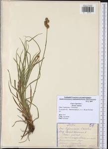 Carex leporina L., Eastern Europe, Central region (E4) (Russia)