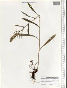 Omalotheca norvegica (Gunnerus) Sch. Bip. & F. W. Schultz, Eastern Europe, Northern region (E1) (Russia)
