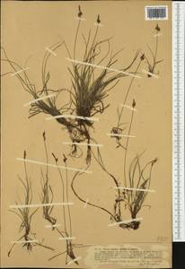 Carex supina Willd. ex Wahlenb., Western Europe (EUR) (Germany)