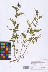 Vicia sepium L., Eastern Europe, Northern region (E1) (Russia)