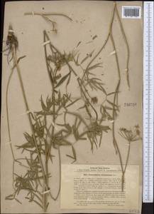 Cenolophium fischeri (Spreng.) W. D. J. Koch, Middle Asia, Caspian Ustyurt & Northern Aralia (M8) (Kazakhstan)