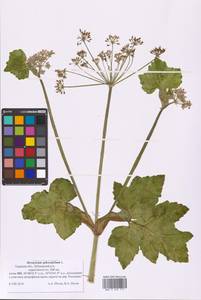 Heracleum sphondylium L., Eastern Europe, North-Western region (E2) (Russia)
