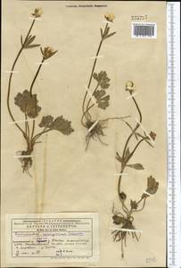 Ranunculus songoricus Schrenk, Middle Asia, Western Tian Shan & Karatau (M3) (Kyrgyzstan)