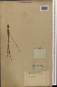 Hedysarum biebersteinii Zertova, Caucasus (no precise locality) (K0)