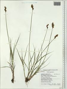 Carex leporina L., Australia & Oceania (AUSTR) (New Zealand)