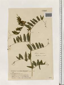 Vicia sepium L., Eastern Europe, Volga-Kama region (E7) (Russia)