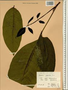 Aphanamixis polystachya (Wall.) R. Parker, South Asia, South Asia (Asia outside ex-Soviet states and Mongolia) (ASIA) (Vietnam)