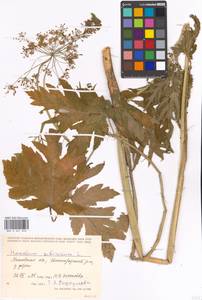 Heracleum sphondylium subsp. sibiricum (L.) Simonk., Eastern Europe, Moscow region (E4a) (Russia)