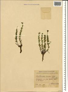 Diarthron caucasicum (Pobed.) Kit Tan, Caucasus, Stavropol Krai, Karachay-Cherkessia & Kabardino-Balkaria (K1b) (Russia)