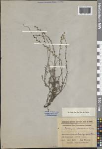 Microparacaryum intermedium subsp. intermedium, Middle Asia, Syr-Darian deserts & Kyzylkum (M7) (Uzbekistan)