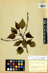 Populus tremuloides Michx., Siberia, Baikal & Transbaikal region (S4) (Russia)