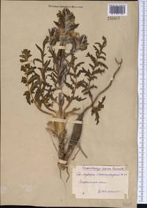 Phlomoides speciosa (Rupr.) Adylov, Kamelin & Makhm., Middle Asia, Syr-Darian deserts & Kyzylkum (M7) (Uzbekistan)
