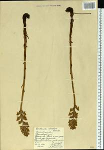 Orobanche alsatica subsp. libanotidis (Ruprecht) Pusch, Eastern Europe, Middle Volga region (E8) (Russia)