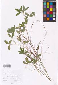 Cuscuta epithymum (L.) L., Eastern Europe, North-Western region (E2) (Russia)