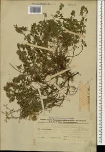 Thymus kotschyanus Boiss. & Hohen., Caucasus, Azerbaijan (K6) (Azerbaijan)