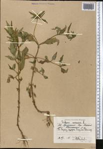 Bidens cernua L., Middle Asia, Caspian Ustyurt & Northern Aralia (M8) (Kazakhstan)