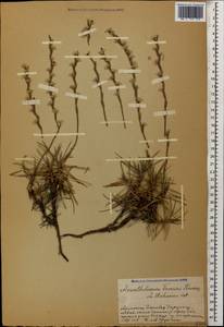 Acantholimon fominii Kusn., Caucasus, Armenia (K5) (Armenia)