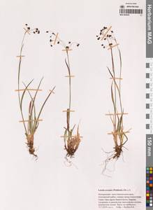 Luzula arcuata (Wahlenb.) Sw., Siberia, Chukotka & Kamchatka (S7) (Russia)