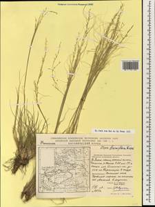 Stipa breviflora Griseb., South Asia, South Asia (Asia outside ex-Soviet states and Mongolia) (ASIA) (China)