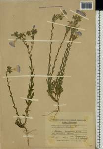 Linum hirsutum L., Eastern Europe, Moldova (E13a) (Moldova)