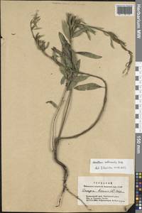 Oenothera × rubricaulis Kleb., Siberia, Altai & Sayany Mountains (S2) (Russia)