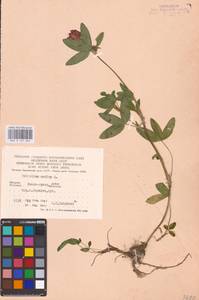 Trifolium medium L., Eastern Europe, West Ukrainian region (E13) (Ukraine)