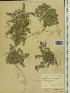 Odontarrhena tortuosa subsp. cretacea (Kotov) Spaniel, Al-Shehbaz & Marhold, Eastern Europe, Middle Volga region (E8) (Russia)