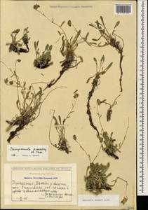 Campanula saxifraga subsp. aucheri (A.DC.) Ogan., Caucasus, Georgia (K4) (Georgia)