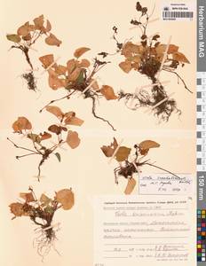 Viola sacchalinensis H.Boissieu, Siberia, Chukotka & Kamchatka (S7) (Russia)