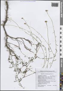 Santolina chamaecyparissus L., Western Europe (EUR) (Spain)