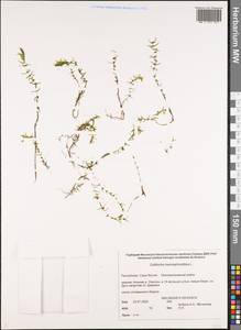 Callitriche hermaphroditica L., Siberia, Yakutia (S5) (Russia)
