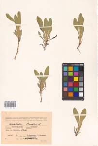 Convolvulus lineatus L., Eastern Europe, Lower Volga region (E9) (Russia)