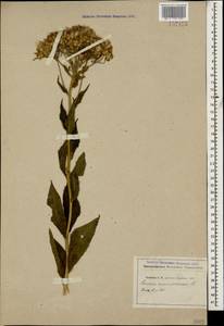 Senecio propinquus Schischk., Caucasus (no precise locality) (K0)