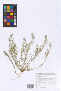 Thesium ramosum Hayne, Eastern Europe, Lower Volga region (E9) (Russia)