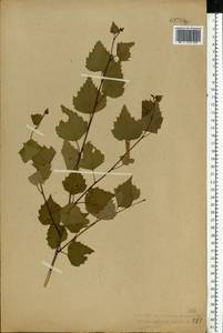 Betula pendula Roth, Eastern Europe, Central forest region (E5) (Russia)