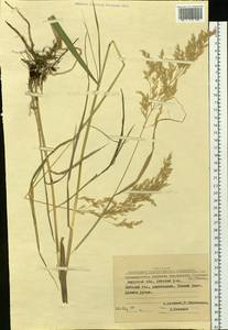 Calamagrostis purpurea (Trin.) Trin., Siberia, Russian Far East (S6) (Russia)