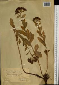 Hylotelephium telephium subsp. telephium, Siberia, Western Siberia (S1) (Russia)