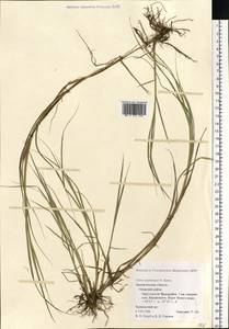 Carex mackenziei V.I.Krecz., Eastern Europe, Northern region (E1) (Russia)