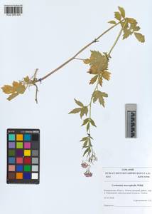 KUZ 005 425, Cardamine macrophylla Willd., Siberia, Altai & Sayany Mountains (S2) (Russia)