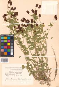 Trifolium spadiceum L., Eastern Europe, Moscow region (E4a) (Russia)