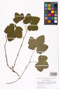 Rubus chamaemorus L., Eastern Europe, Moscow region (E4a) (Russia)