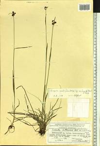 Luzula multiflora subsp. frigida (Buch.) V.I. Krecz., Siberia, Altai & Sayany Mountains (S2) (Russia)