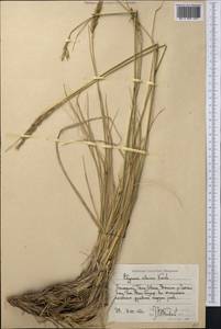 Leymus alaicus (Korsh.) Tzvelev, Middle Asia, Western Tian Shan & Karatau (M3) (Kyrgyzstan)